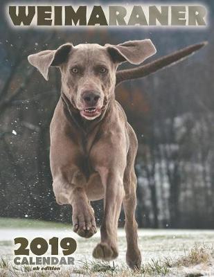 Book cover for Weimaraner 2019 Calendar (UK Edition)