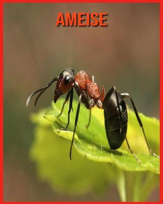 Book cover for Ameise