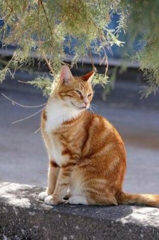 Cover of Captivating Orange and White Cat on a Wall Journal