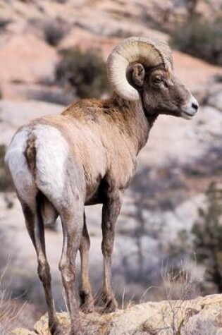 Cover of A Bighorn Sheep RAM in the Hills