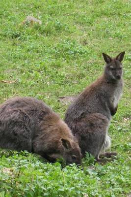 Book cover for Cute Wallaby, for the Love of Animals