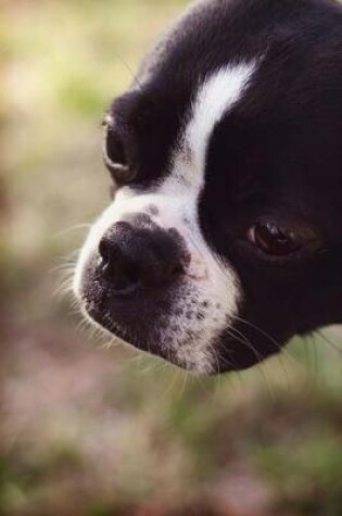 Cover of Boston Terrier (200 Page Lined Journal)