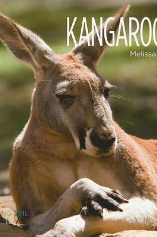 Cover of Kangaroos