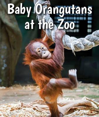 Book cover for Baby Orangutans at the Zoo