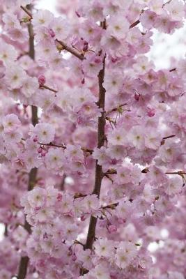 Book cover for Pink Cherry Blossoms in the Spring Journal