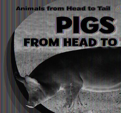 Book cover for Pigs from Head to Tail