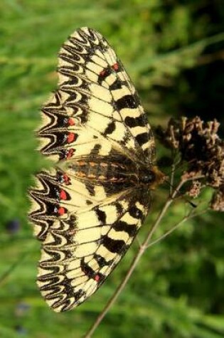 Cover of Southern Festoon Butterfly, for the Love of Nature