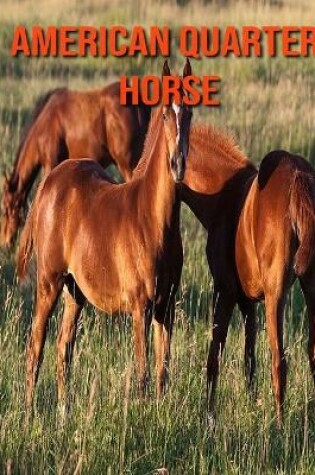 Cover of American Quarter Horse