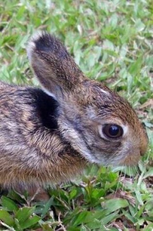 Cover of Adorable Wild Baby Bunny Rabbit Animal Journal