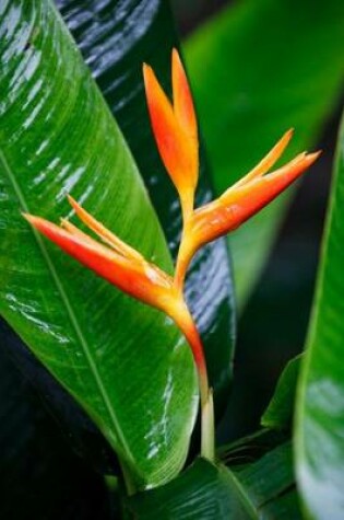 Cover of Red Heliconia, for the Love of Flowers