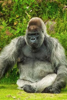 Book cover for A Gorilla Relaxing in the Grass