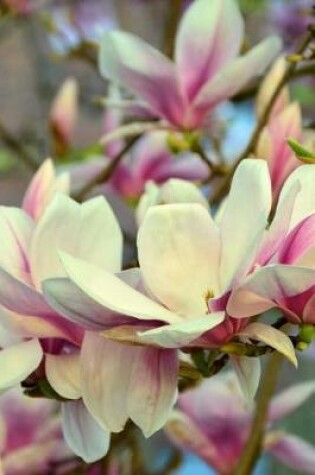 Cover of Pink and White Magnolia Tree Flower Bloom Journal