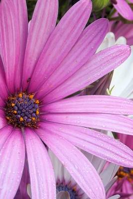 Book cover for A Huge Purple African Daisy, for the Love of Flowers