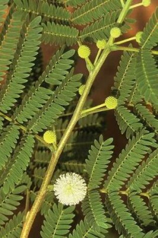 Cover of Floral Journal Lead Tree Leaves Flowers