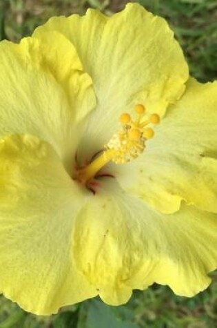 Cover of Beautiful Single Yellow Hibiscus