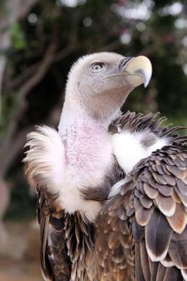 Book cover for Griffon Vulture (Gyps Fulvus) Journal