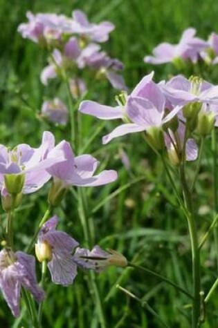 Cover of Cardamine Pratensis Cuckooflower Lady's Smock Flower Blooming