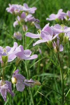 Book cover for Cardamine Pratensis Cuckooflower Lady's Smock Flower Blooming