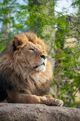 Book cover for Majestic Male African Lion Basking in the Sun Journal