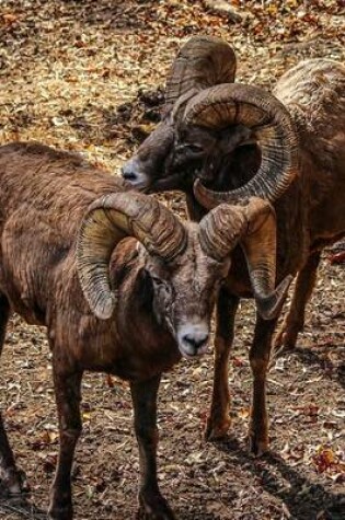 Cover of Bighorn Sheep Ovis Canadenis