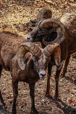 Book cover for Bighorn Sheep Ovis Canadenis