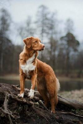 Cover of Nova Scotia Duck Tolling Retriever