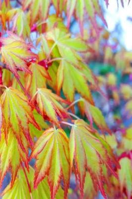 Book cover for Spring Japanese Maple Leaves Journal