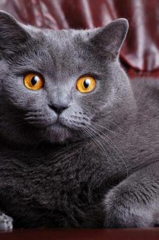 Cover of British Blue Shorthair Cat with Beautiful Eyes