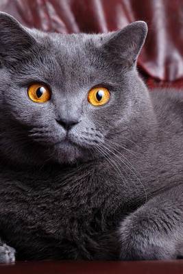 Book cover for British Blue Shorthair Cat with Beautiful Eyes