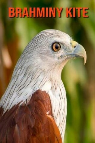 Cover of Brahminy kite