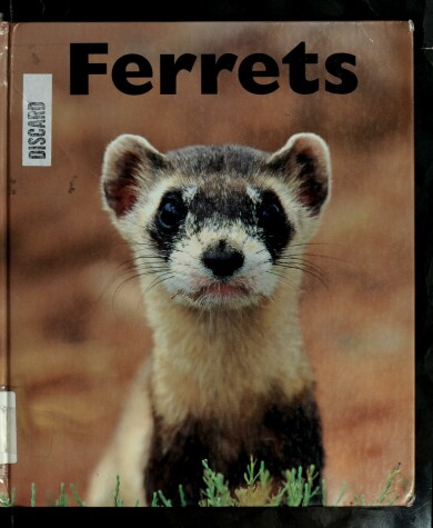 Book cover for Ferrets