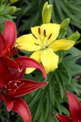 Cover of Journal Flowers Pretty Red Yellow Lilies