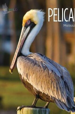 Cover of Pelicans