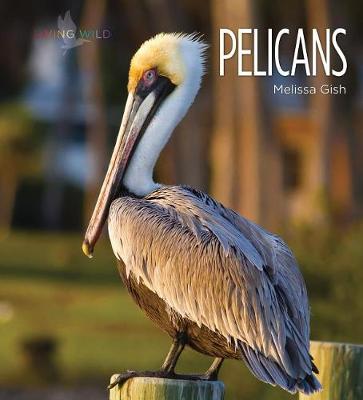 Cover of Pelicans