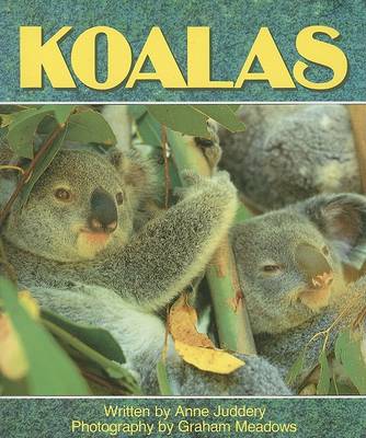 Book cover for Koalas (Ltr USA G/R)