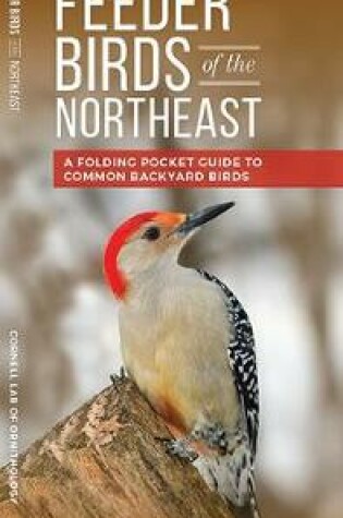 Cover of Feeder Birds of the Northeast