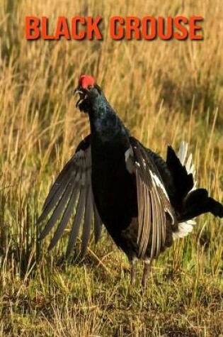 Cover of Black Grouse