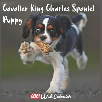 Book cover for Cavalier King Charles Spaniel Puppy 2021 Wall Calendar