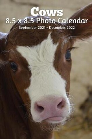 Cover of Cows 8.5 X 8.5 Calendar September 2021 - December 2022