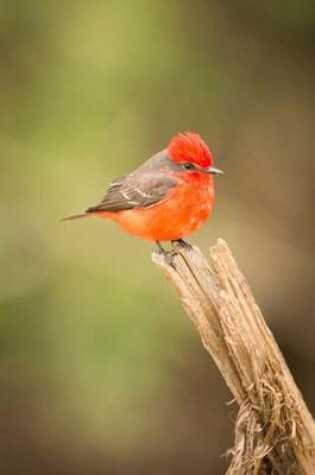 Cover of A Vermillion Flycatcher Bird Journal