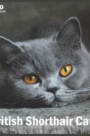 Cover of British Shorthair Cats 2021 Wall Calendar