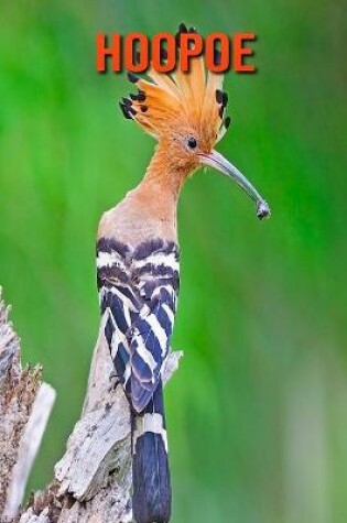 Cover of Hoopoe