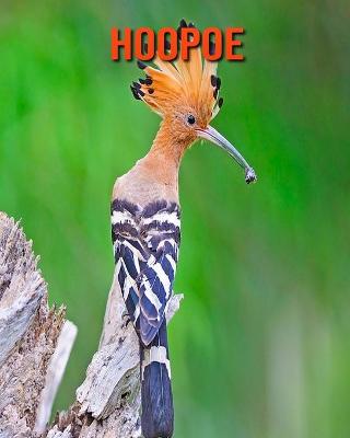 Book cover for Hoopoe