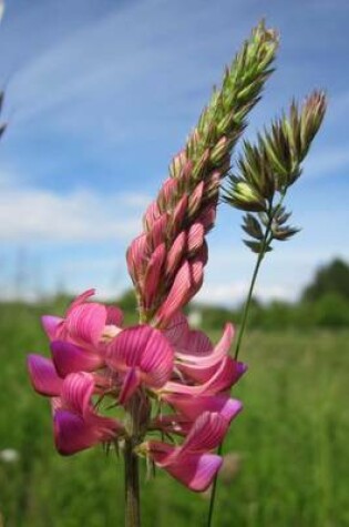 Cover of Onobrychis Viciifloia Common Sainfoin Flowers Blooming