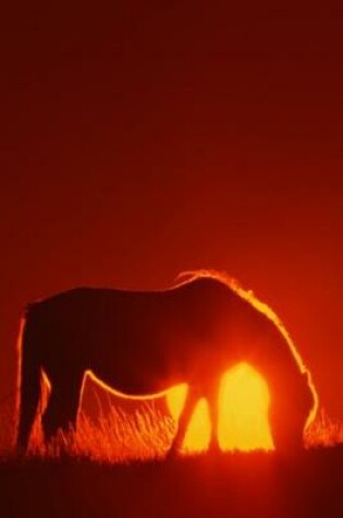 Cover of 2020 Daily Planner Horse Photo Equine Horse Red Sunset 388 Pages