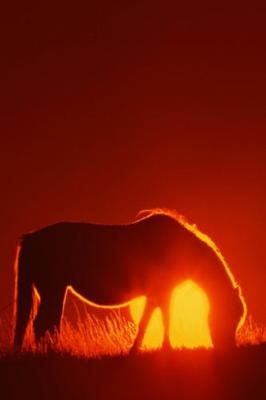 Book cover for 2020 Daily Planner Horse Photo Equine Horse Red Sunset 388 Pages