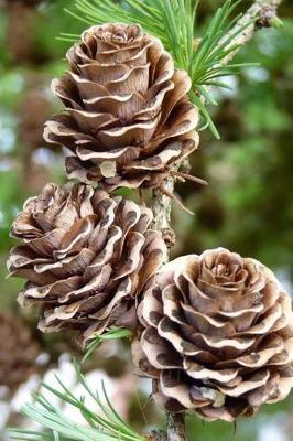 Book cover for Larch Pinecone Journal