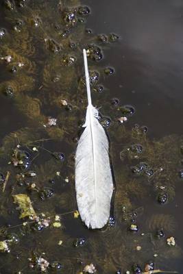 Book cover for A White Feather in the Water Journal