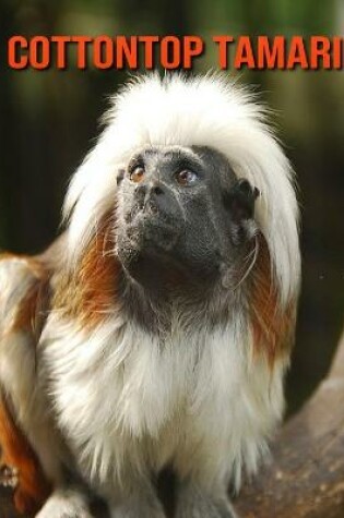 Cover of Cottontop Tamarin