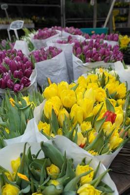 Book cover for A Bouquet of Tulips in Holland, for the Love of Flowers